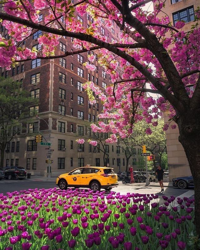 Yellow cab beneath cherry blossoms and purple tulips on a sunny city street. Urban springtime in full bloom.