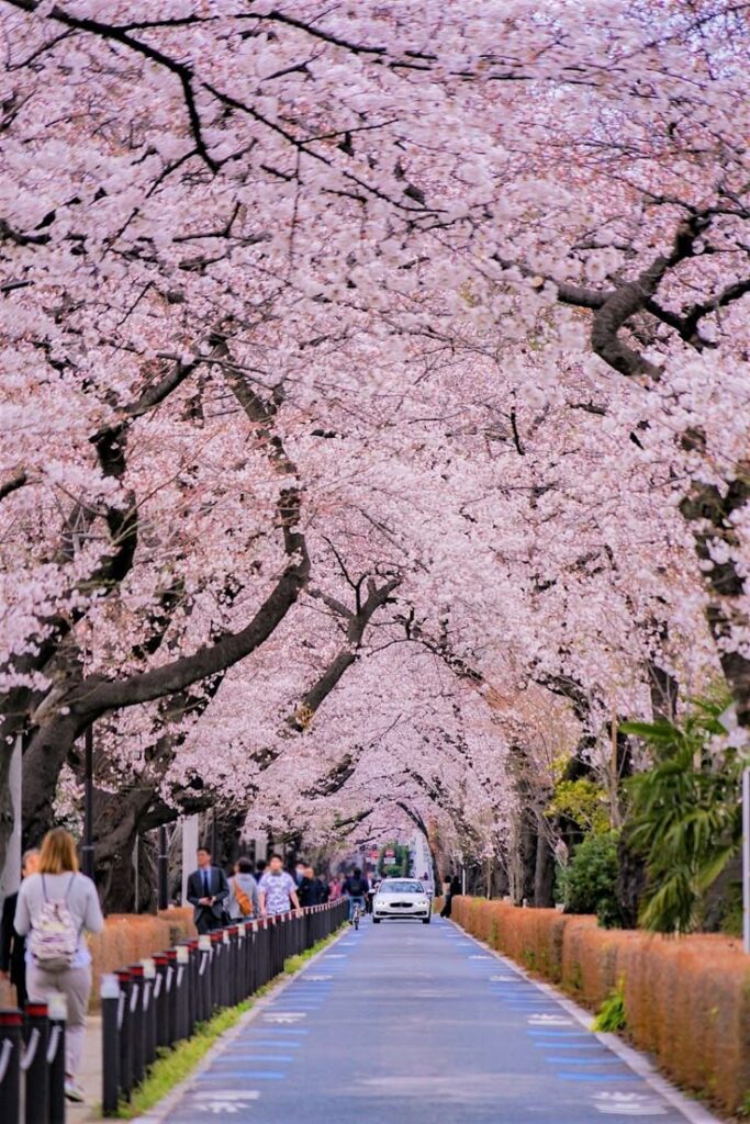 Blossoming cherry trees line a scenic pathway, creating a breathtaking floral tunnel. Perfect springtime walk under pink blooms.