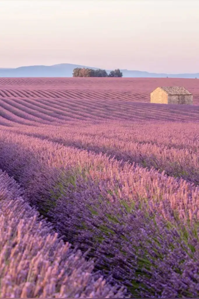Lavender field at sunset with rustic stone house, serene landscape under pink skies, distant hills in Provence, France.