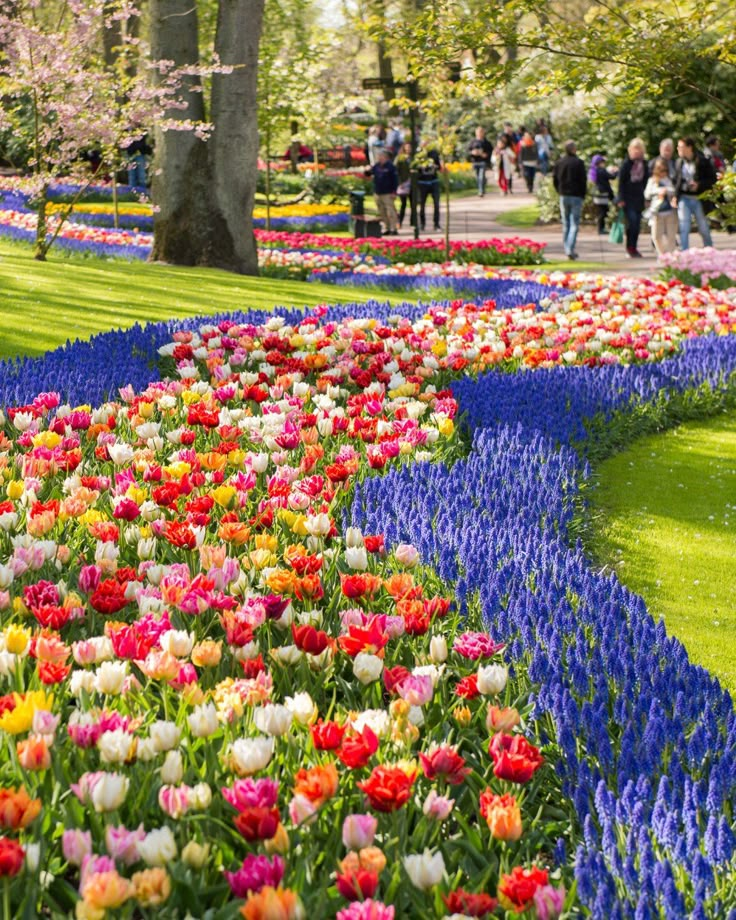 Colorful tulip garden with vibrant flowers and lush green surroundings, attracting visitors for a peaceful stroll.