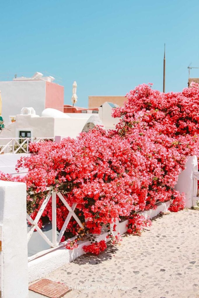 Vibrant pink bougainvillea cascading over a white fence against a bright blue sky, creating a stunning Mediterranean scene.