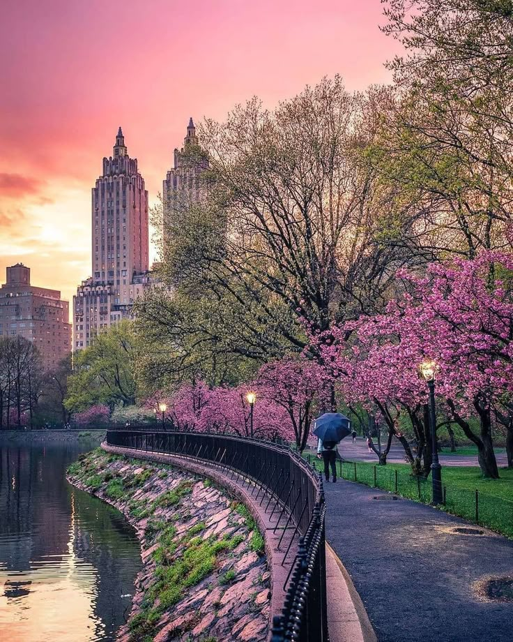 Central Park in spring, cherry blossoms line a scenic path at sunset, with skyscrapers in the background and a person with an umbrella.