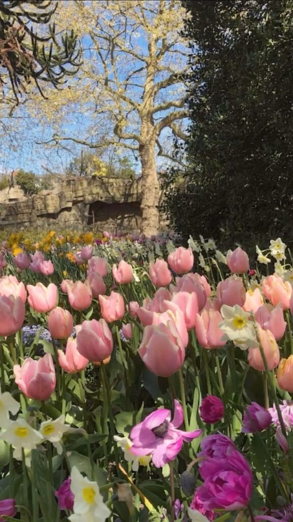 Blooming pink tulips and colorful flowers in a lush garden under a clear blue sky, highlighting spring beauty and vibrant nature.