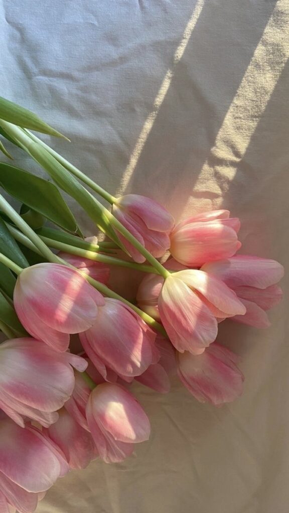 Soft pink tulips in sunlight on a neutral fabric background, casting gentle shadows. Perfect for springtime decor inspiration.