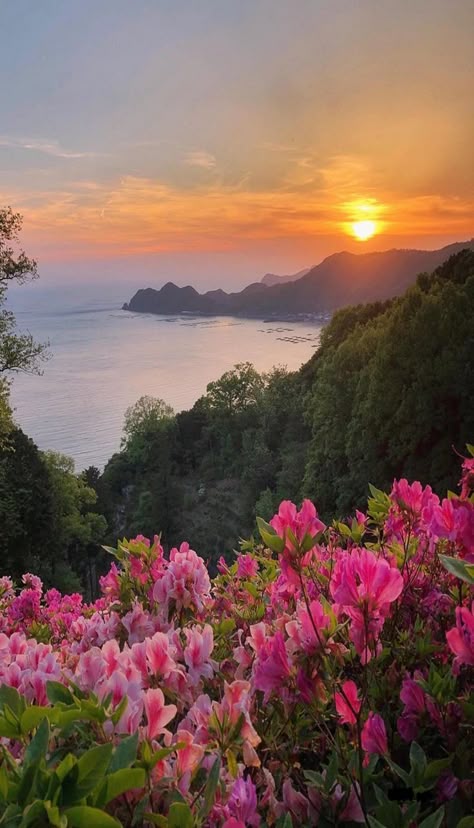 0cd71cb471cf9a73dd540c2bba3f59ed - Handy Home Sunset over a tranquil coastal landscape with vibrant pink flowers in the foreground and lush green hills in the background.