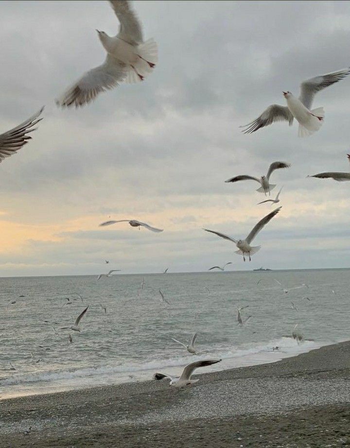 Seagulls soar above a serene beach at sunset, capturing the essence of coastal tranquility and freedom.
