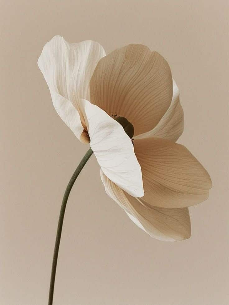Delicate white and beige flower with a curved green stem, set against a soft beige background, showcasing natural elegance.