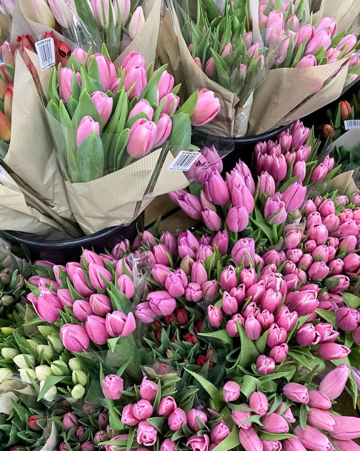 Bouquets of vibrant pink tulips wrapped in paper on display, creating a colorful and fresh floral arrangement.