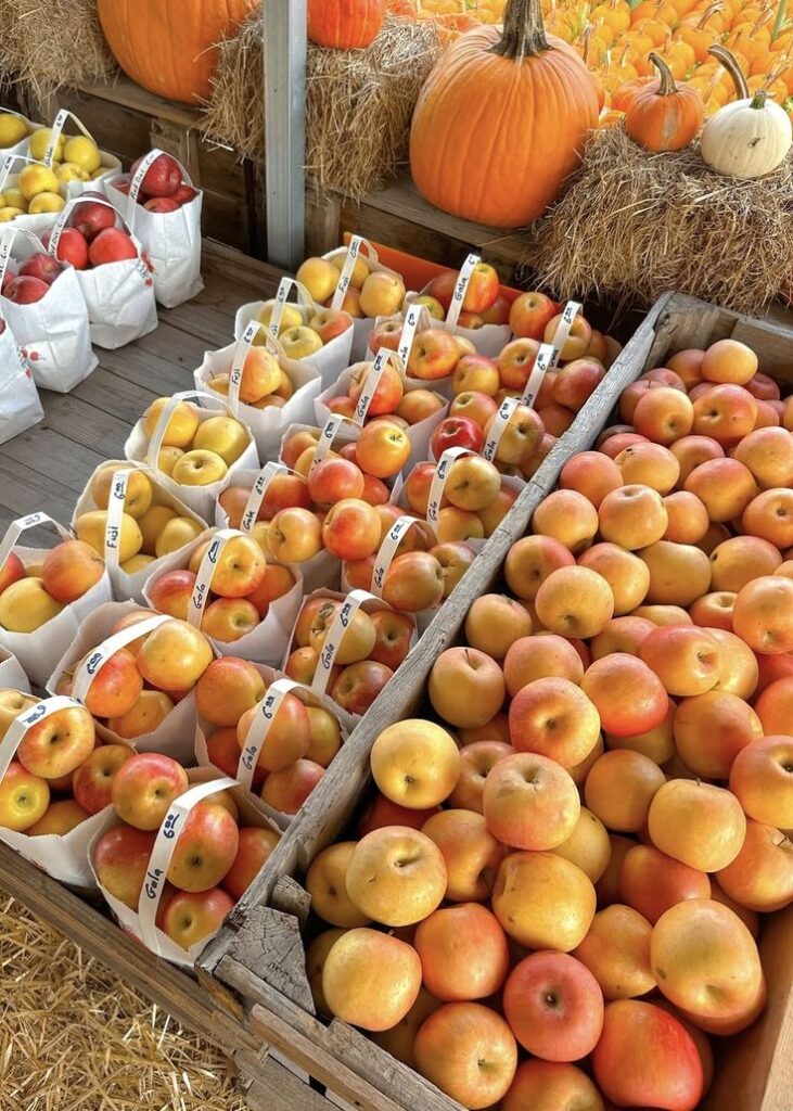 Farmers market with fresh apples in bags and baskets, surrounded by pumpkins. Perfect autumn harvest scene!