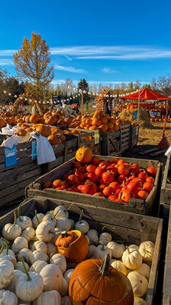 Pumpkin farm display with vibrant orange and white pumpkins in rustic wooden crates under a clear blue sky.