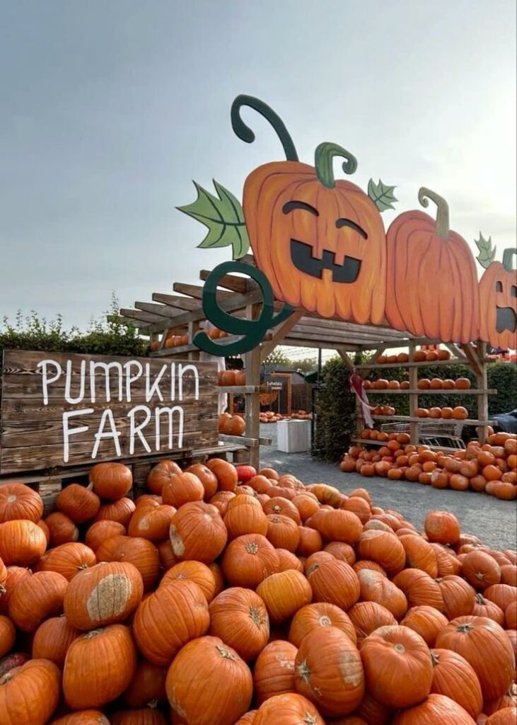 Charming pumpkin farm with carved pumpkin decorations and fresh pumpkins piled high for fall festivities.