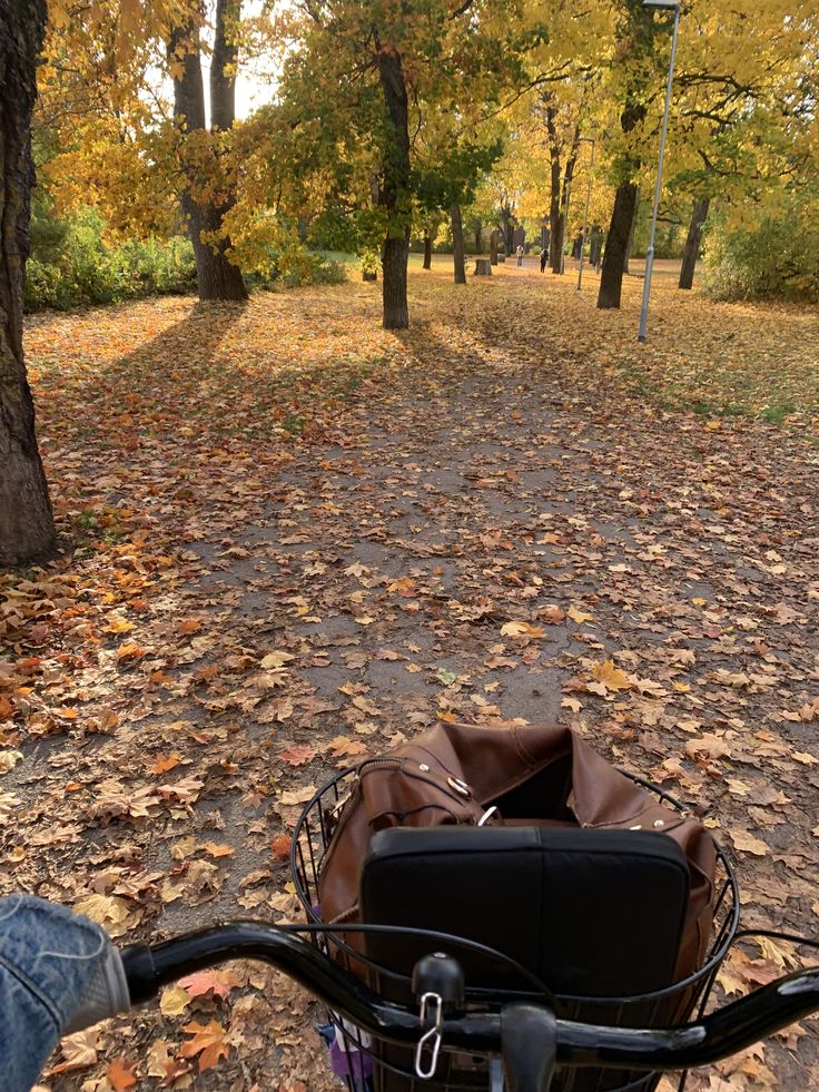 Cycling through a park on an autumn day, surrounded by vibrant fall leaves and golden trees. A bag is in the bike basket.