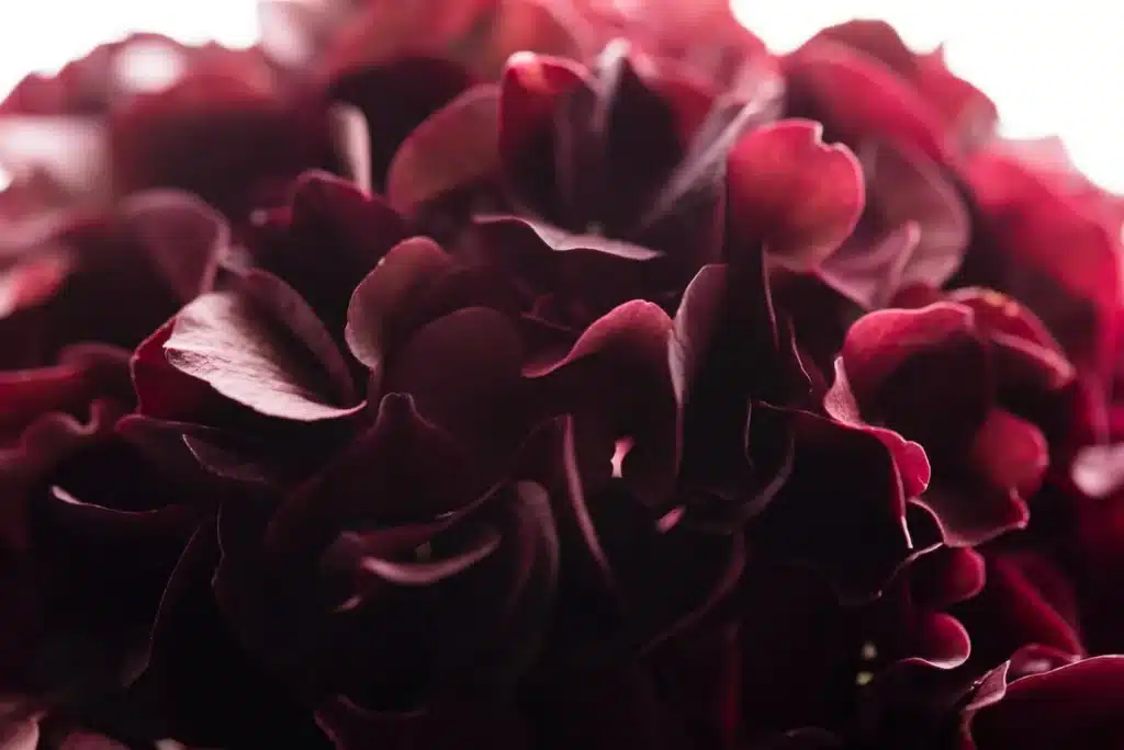 Close-up of dark red hydrangea petals, capturing their rich texture and depth. Ideal for floral and nature-themed content.