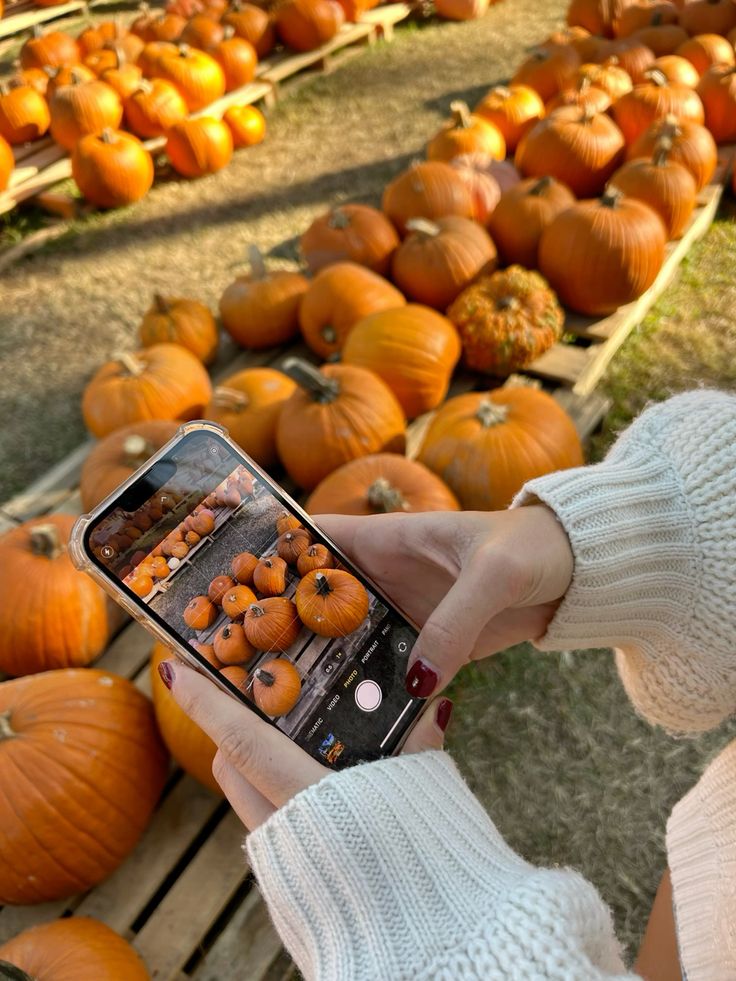Person photographing pumpkins with a smartphone at a pumpkin patch, showcasing autumn harvest and seasonal festivity.