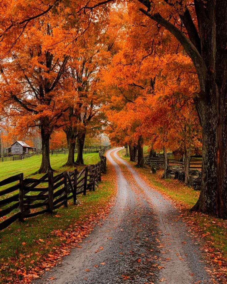 Autumn forest path with vibrant fall foliage and rustic fences under orange maple trees, leading to a quaint wooden cabin.