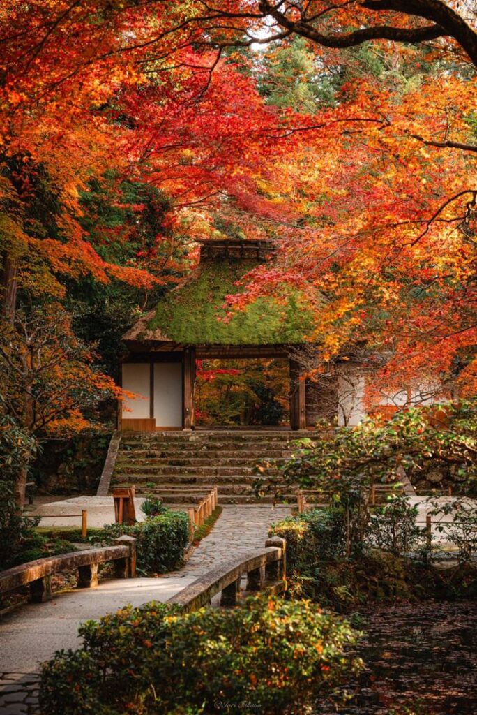 Serene Japanese garden with vibrant autumn leaves and a traditional moss-covered gate, perfect for peaceful nature retreats.
