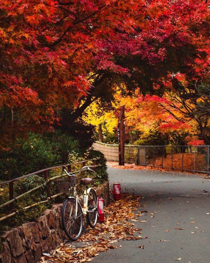 Vintage bicycle by a path under vibrant autumn leaves, creating a serene fall scene. Perfect for seasonal travel content.