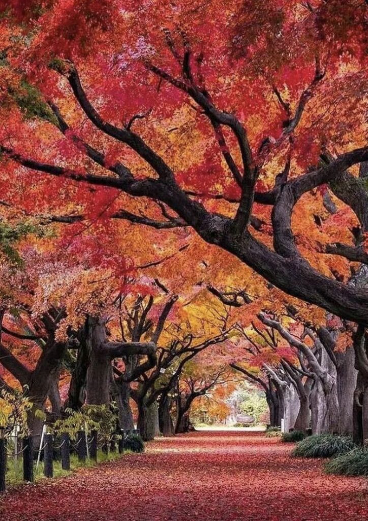 Vibrant autumn pathway with trees in fiery red and orange leaves, creating a picturesque canopy. Perfect fall scenery.