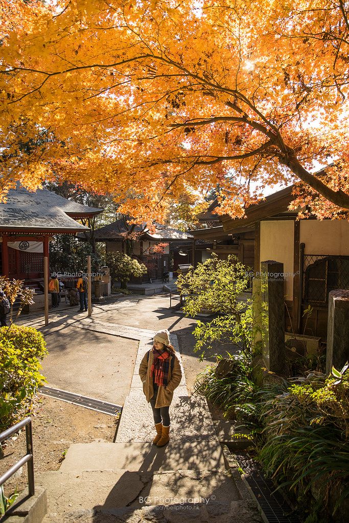 Person in a cozy outfit walking under vibrant autumn leaves, sunlight filtering through trees in a serene park setting.