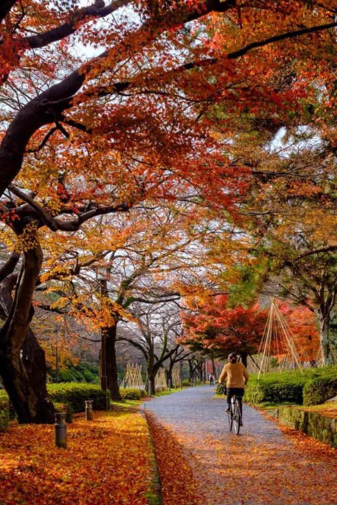 Cyclist rides through a park with vibrant autumn foliage and fallen leaves, creating a picturesque fall scenery.