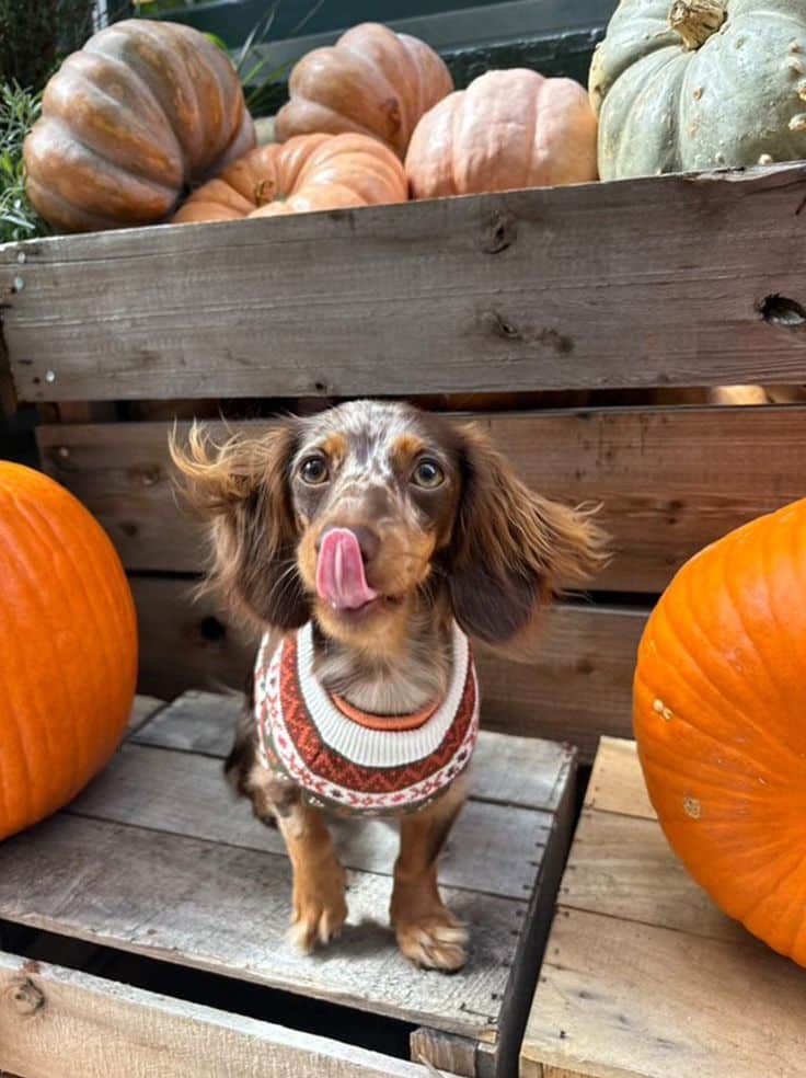 Cute dog in sweater licks lips among pumpkins, autumn vibe. Cozy fall moment with adorable puppy and seasonal decor.