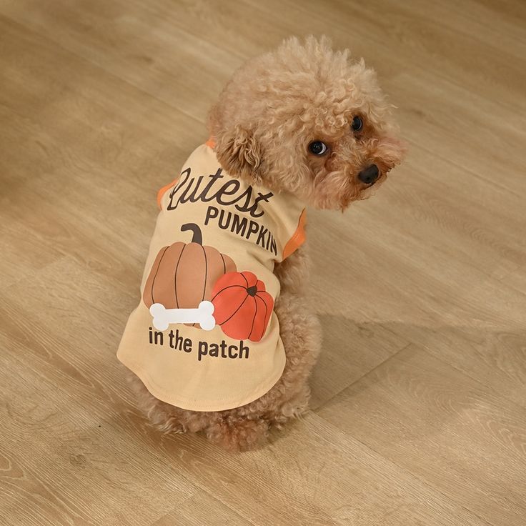Cute dog wearing a Cutest Pumpkin in the Patch shirt, sitting on wooden floor, looking over its shoulder.