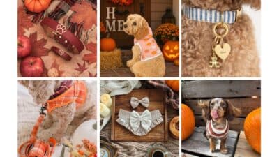 Collage of dogs with fall collars, bandanas, and Halloween decor: pumpkins, leaves, cozy blankets, and cute dog outfits.