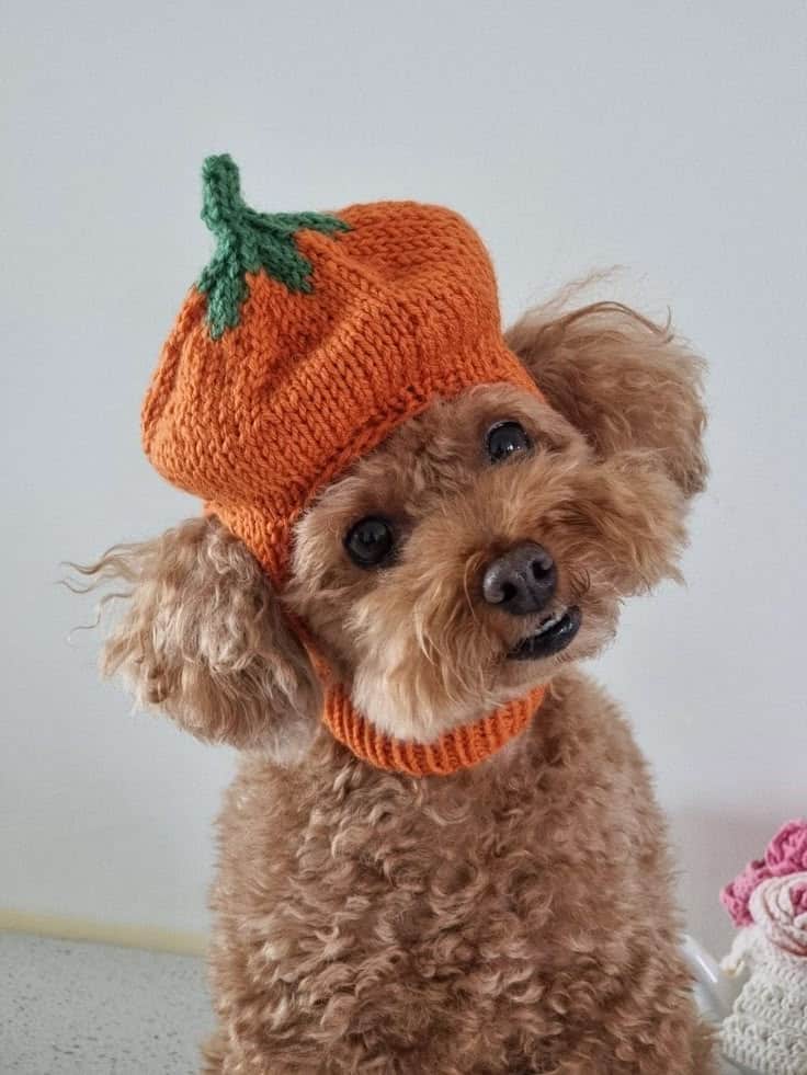 Adorable curly-haired dog wearing a cute pumpkin hat, tilting its head with a playful expression. Perfect for fall and Halloween vibes.