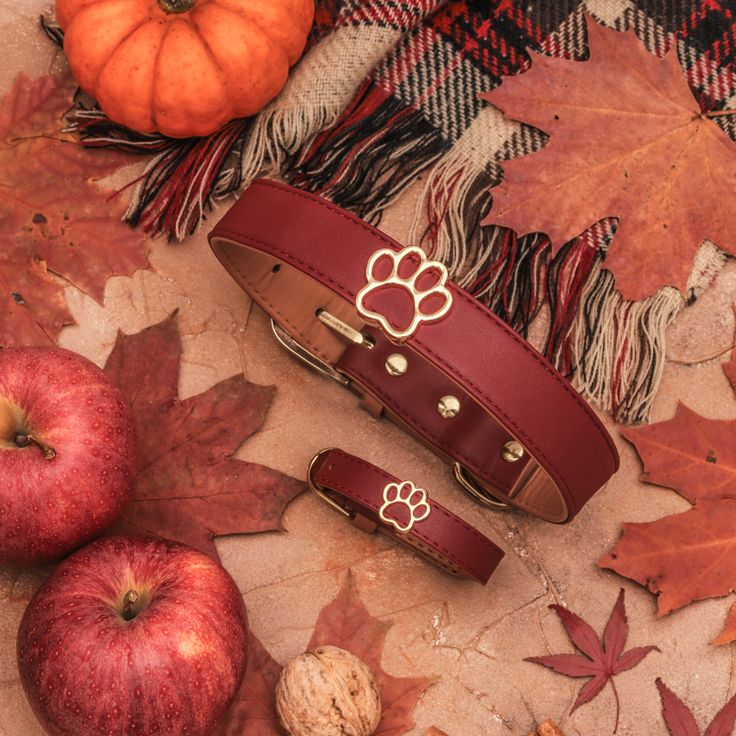 Red dog collar with paw print on autumn leaves and plaid, surrounded by apples and pumpkins, perfect for fall pet fashion.