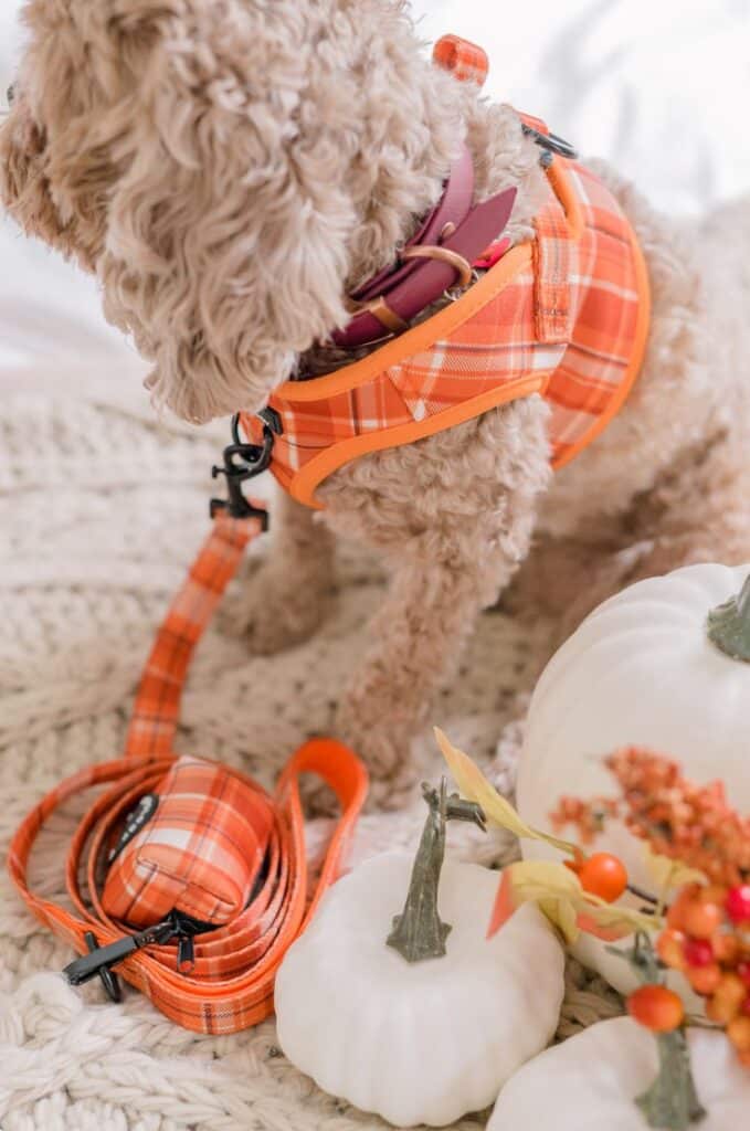 Cute dog in orange plaid harness with matching leash, surrounded by white pumpkins and autumn decor on a cozy knit blanket.