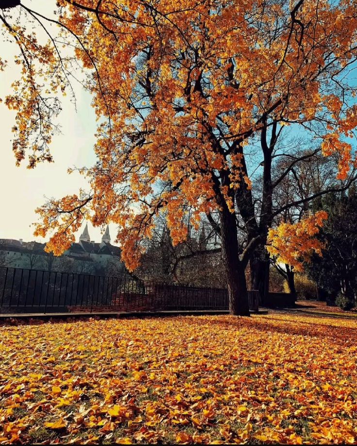 Golden autumn leaves blanket the ground beneath a vibrant orange tree in a park, with a castle silhouette in the background.
