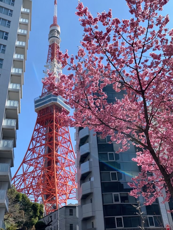 Tokyo Tower and cherry blossoms under a clear blue sky, framed by urban buildings. Iconic Japan spring scene.