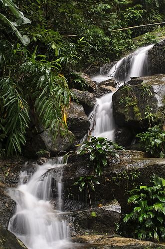 Lush jungle waterfall cascading over rocks surrounded by tropical greenery.